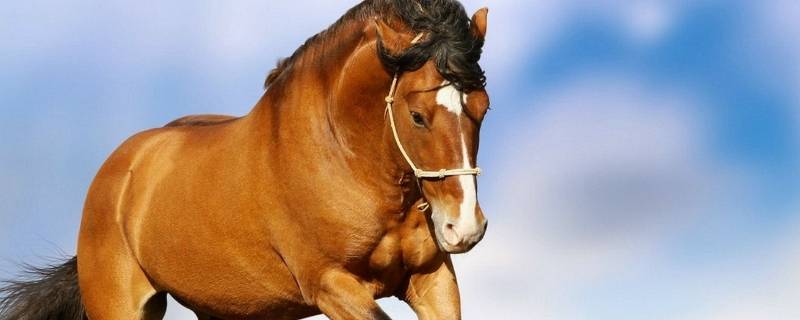 双六出现定大局打一正确生肖