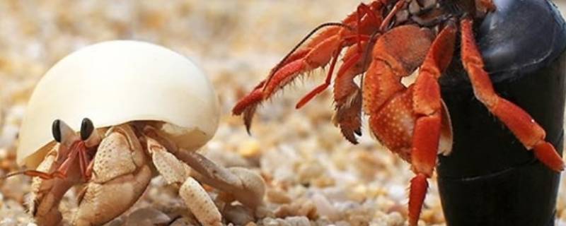 海滩上的小螃蟹是什么蟹