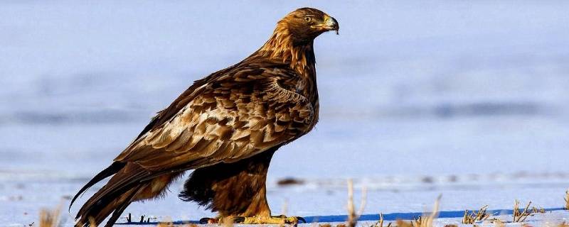 雕和鹰有什么区别