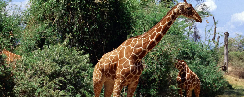 动物园里的路由器啥意思