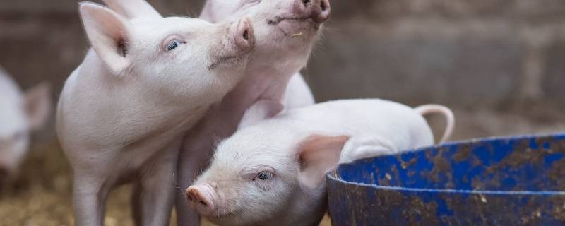 白首相庄是指什么生肖