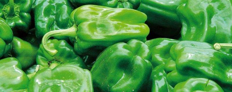 菜椒的营养价值与功效