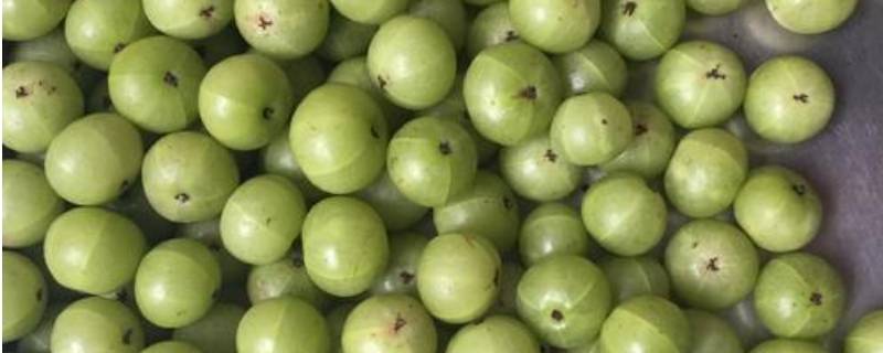 余柑子功效与作用