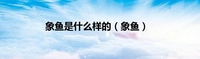 象鱼是什么样的（象鱼）