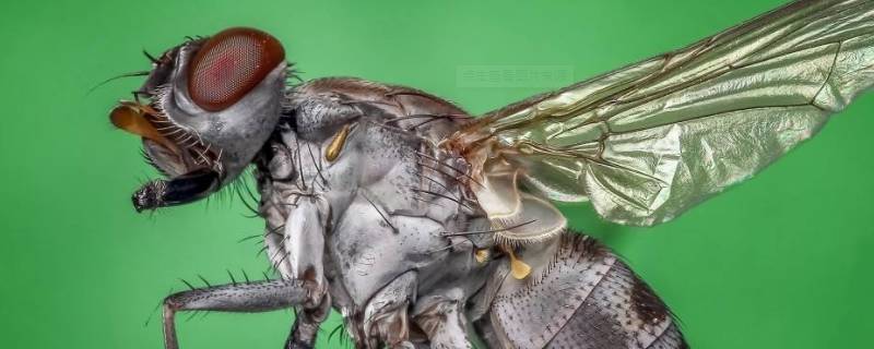 墙面上的苍蝇屎怎么去除